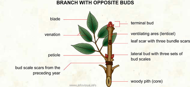 Branch with opposite buds
